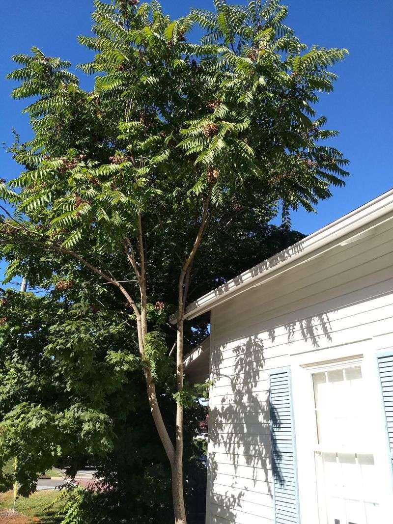 Why tree-of-heaven matters in a North Carolina yard