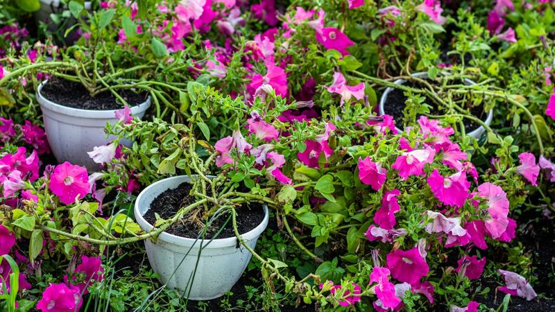 Why untrimmed stems leave a thin canopy Why untrimmed stems leave a thin canopy