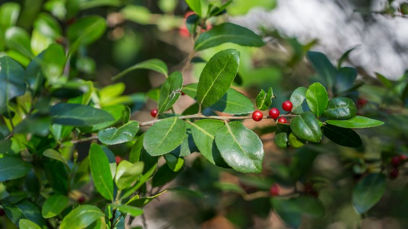 Why yaupon holly makes a reasonable habitat-based choice