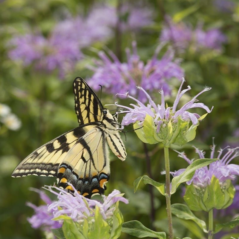 Wild Bergamot (Monarda fistulosa)