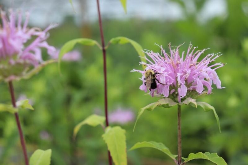 Wild Bergamot (Monarda fistulosa)