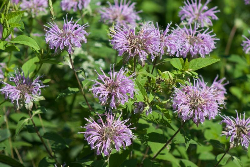 Wild Bergamot