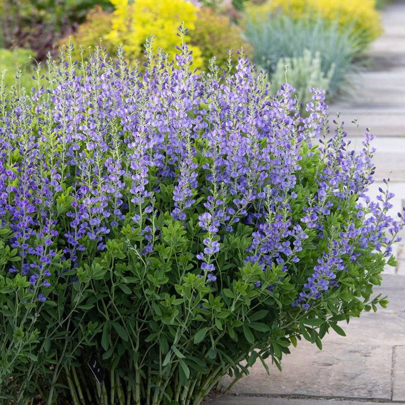 Wild Blue Indigo (Baptisia australis)