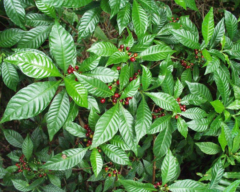 Wild Coffee