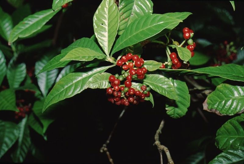 Wild Coffee
