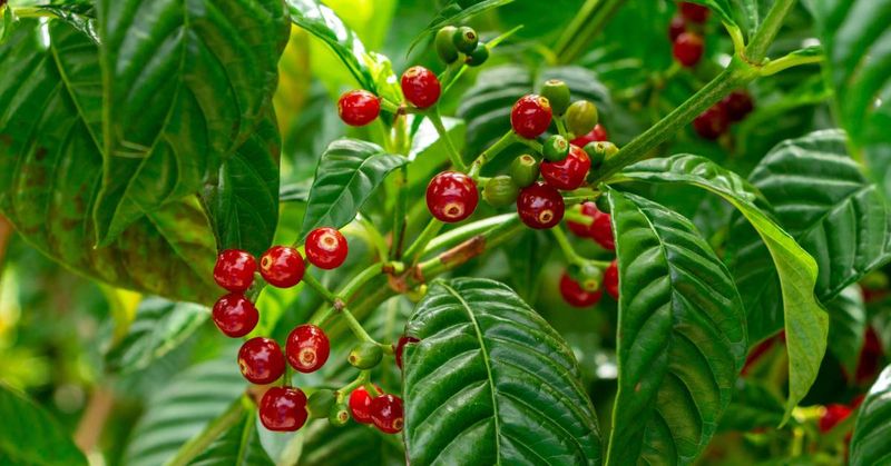 Wild Coffee