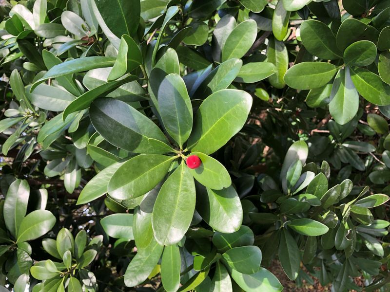 Wild Coffee