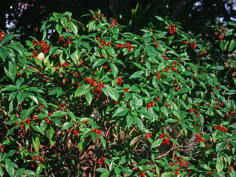 Wild Coffee Wild Coffee