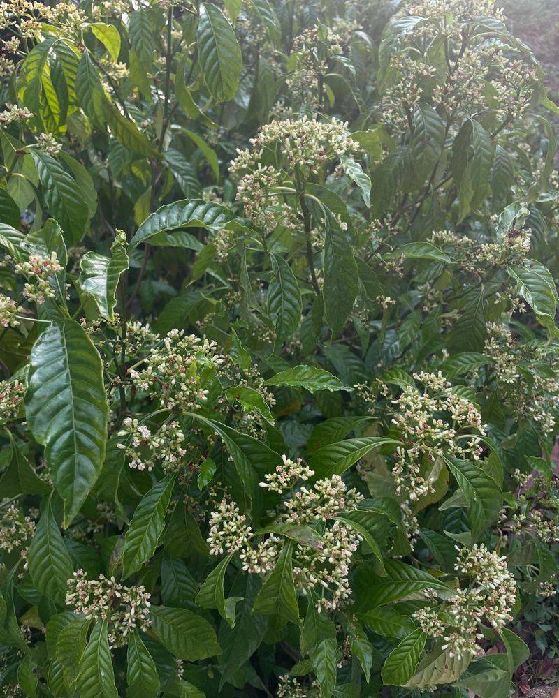 Wild Coffee