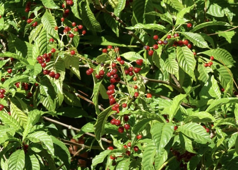 Wild Coffee