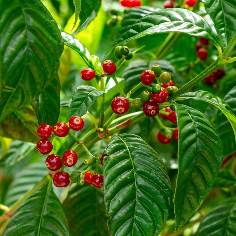 Wild Coffee Wild Coffee