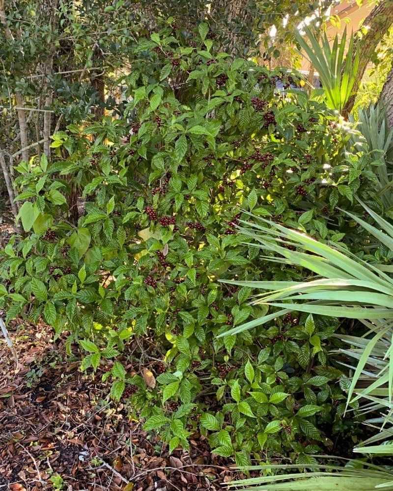 Wild Coffee