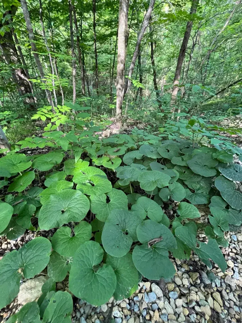 Wild Ginger (Asarum canadense)