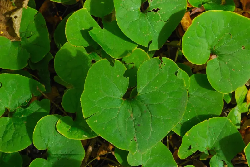 Wild Ginger (Asarum canadense)