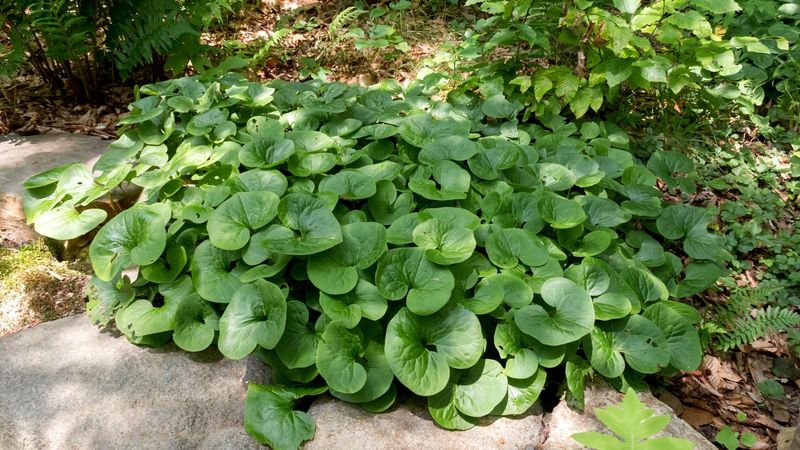 Wild Ginger