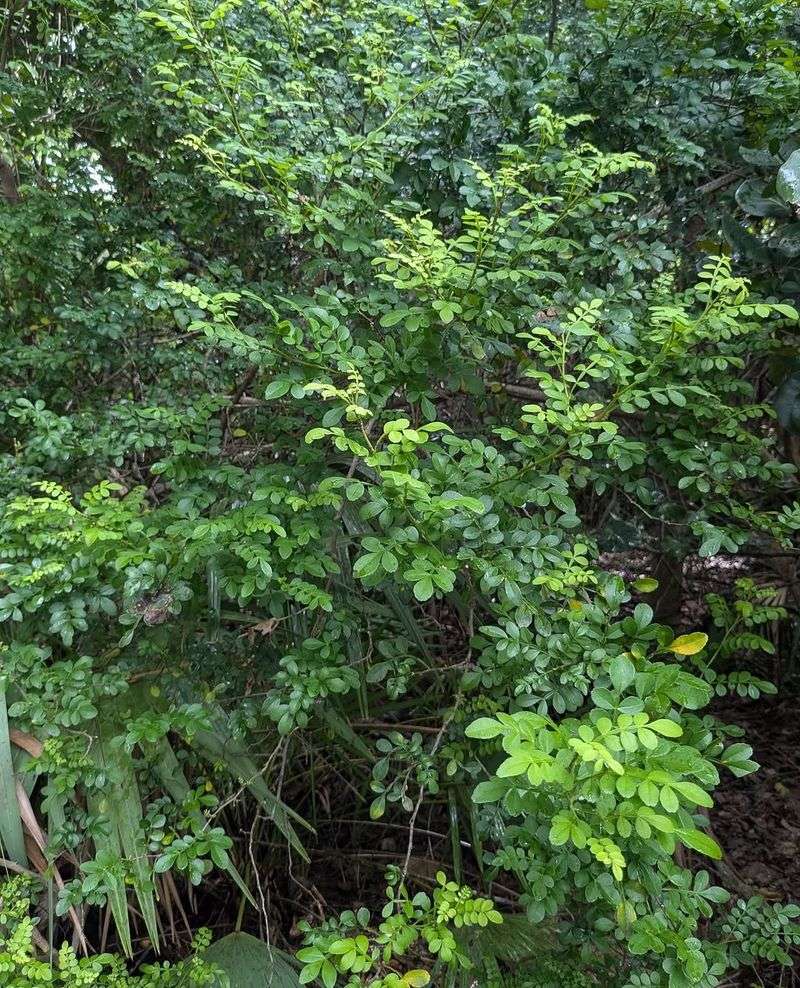 Wild Lime
