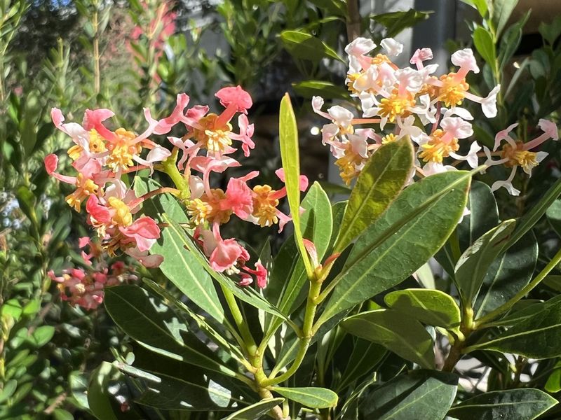 Wild Lime