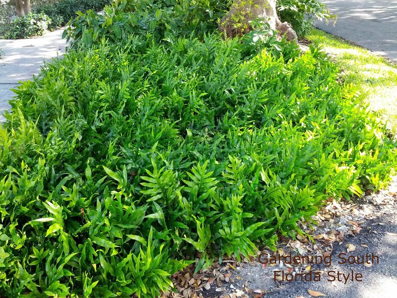 Wild Lime