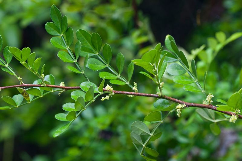 Wild Lime