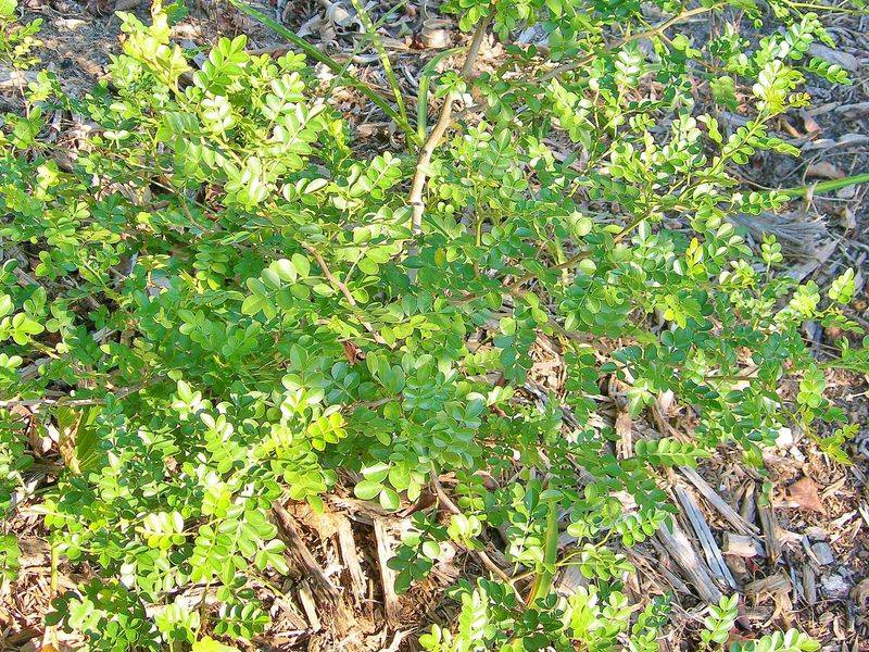 Wild Lime