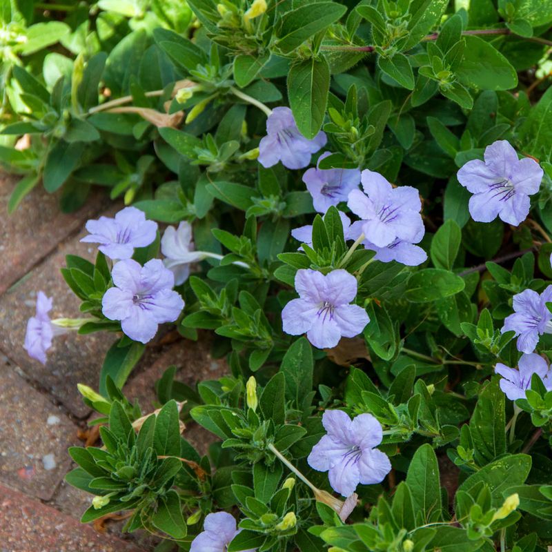 Wild Petunia