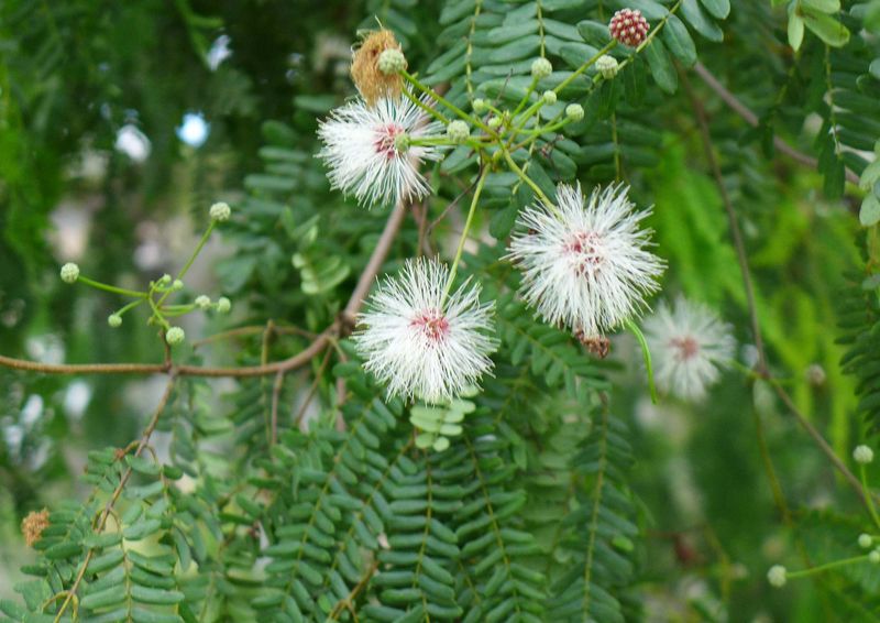Wild Tamarind