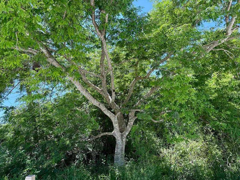 Wild Tamarind