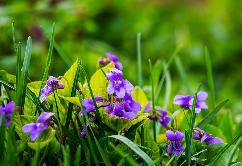 Wild Violets Wild Violets