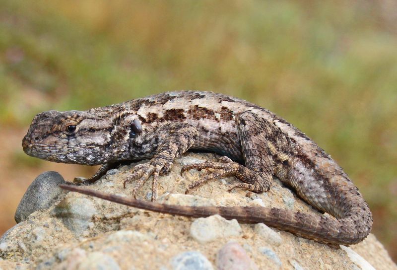 Wildfire rules come before wildlife preferences