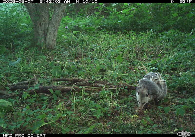 Wildlife habitat can also bring tick hosts