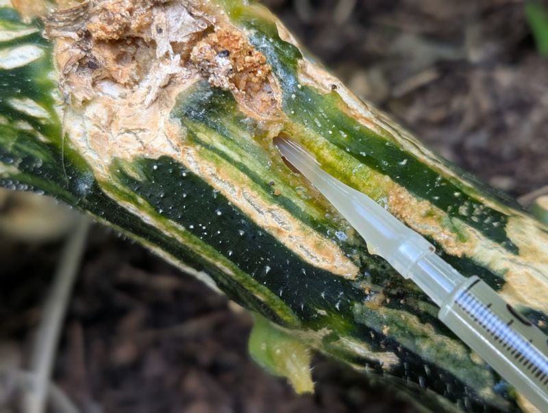 Wilt, a Stem Hole, and Frass Are Strong Clues