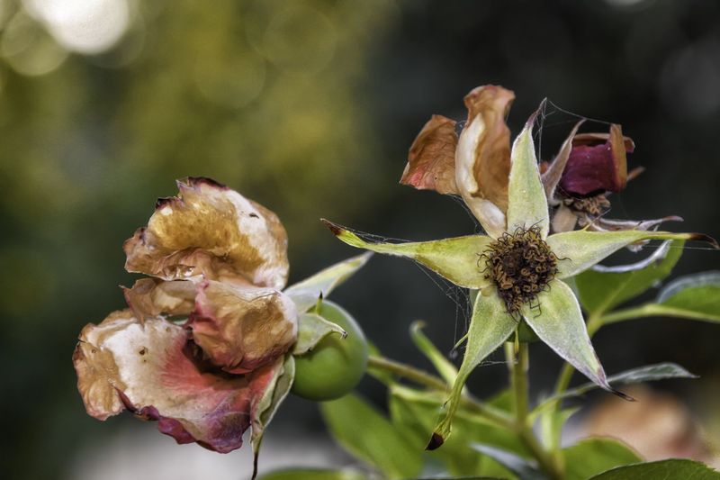 Wilt does not prove that a rose needs water