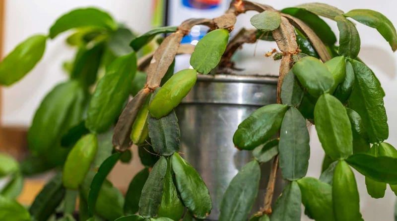 Wilting does not tell you whether the plant is thirsty Wilting does not tell you whether the plant is thirsty