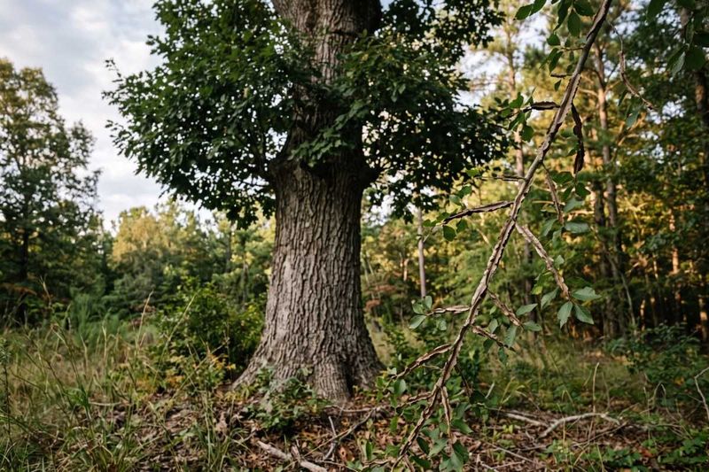 Winged Elm Winged Elm