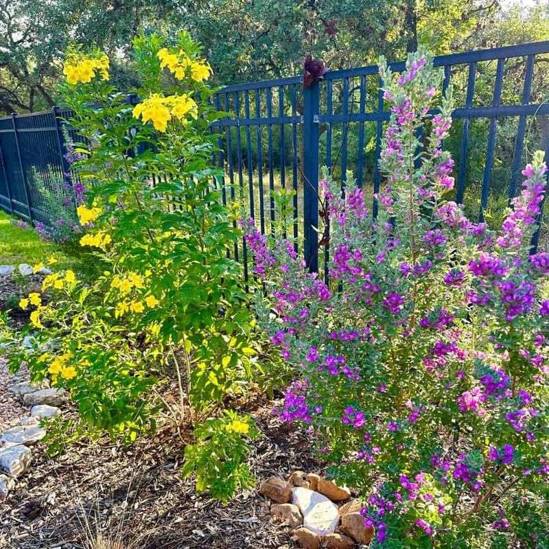 Winter severity determines whether it remains a shrub