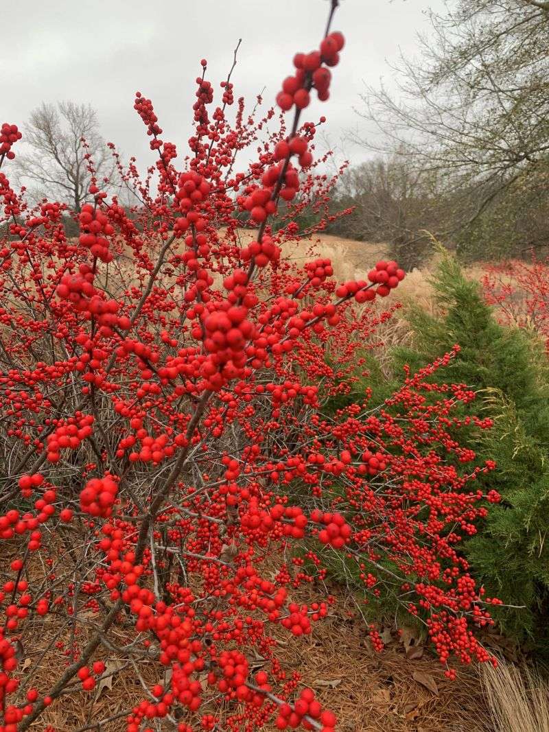 Winterberry Holly