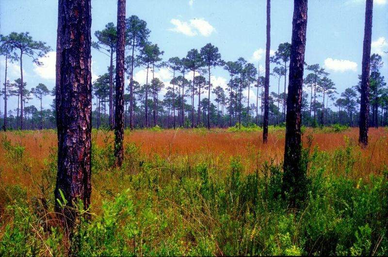 Wiregrass