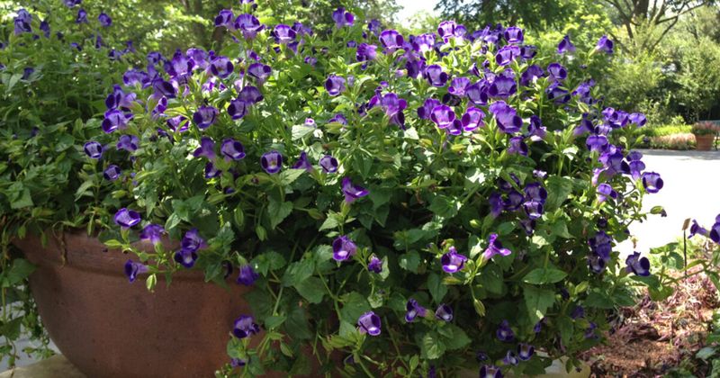 Wishbone flower suits a shaded Texas planting Wishbone flower suits a shaded Texas planting