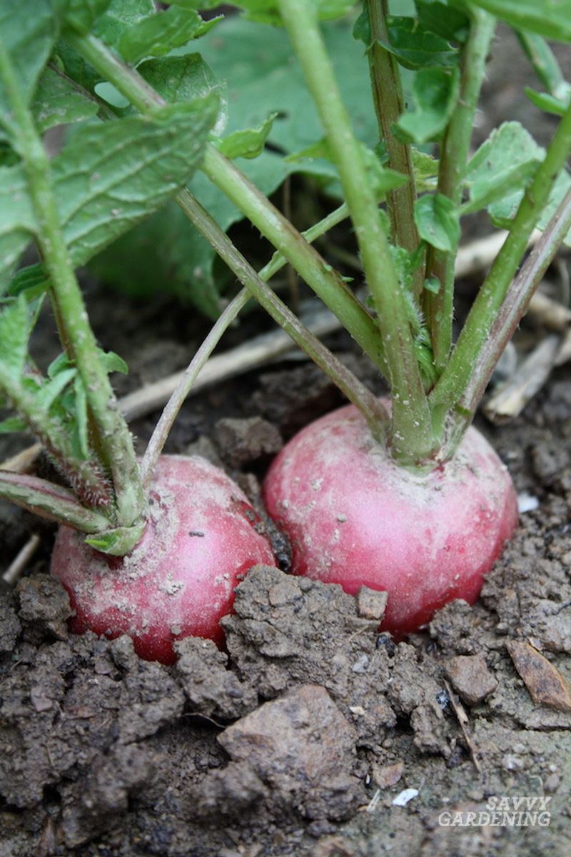 Woodiness develops when heat, stress, or harvest delay lowers eating quality