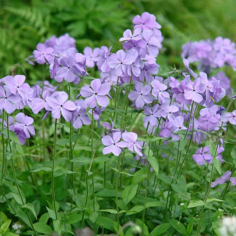 Woodland Phlox