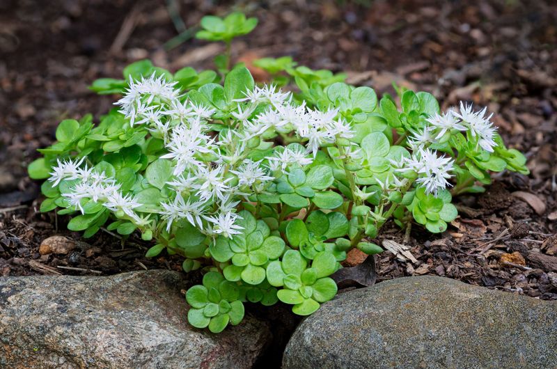 Woodland Stonecrop (Sedum ternatum)