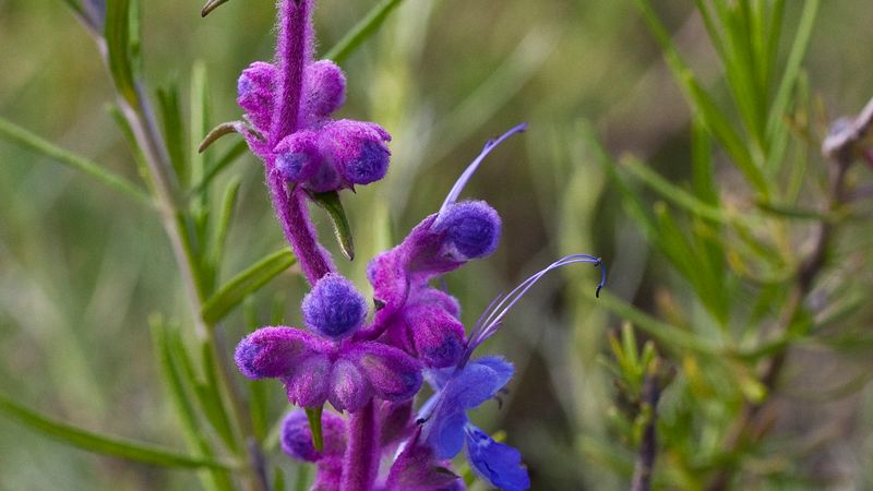 Woolly Blue Curls (Trichostema lanatum)