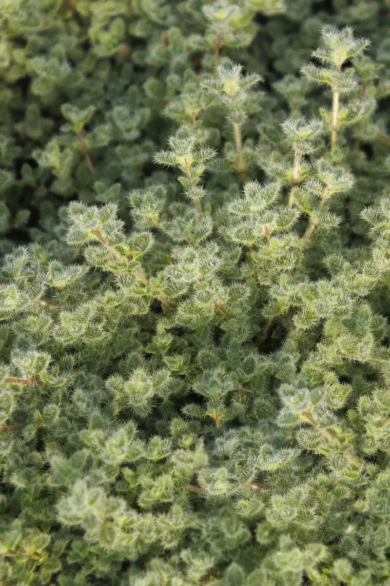 Woolly Thyme (Thymus pseudolanuginosus)