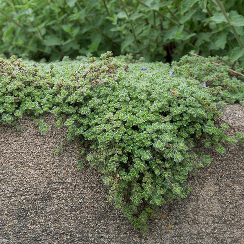 Woolly Thyme and Elfin Thyme Blends Woolly Thyme and Elfin Thyme Blends