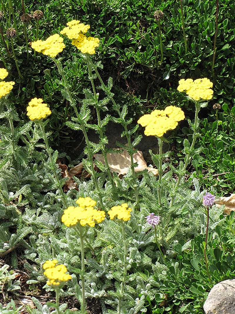 Woolly Yarrow (Achillea tomentosa) Woolly Yarrow (Achillea tomentosa)