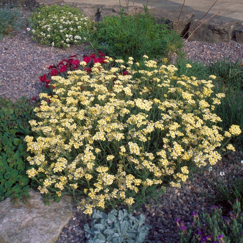Woolly Yarrow (Achillea tomentosa)