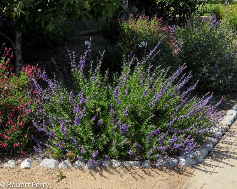 Woolly blue curls can complement California fuchsia in the right garden