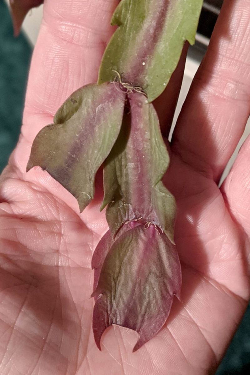 Wrinkled Segments Do Not Prove the Cactus Is Thirsty