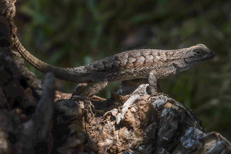 Yard features may provide usable microhabitat, but they do not prove causation