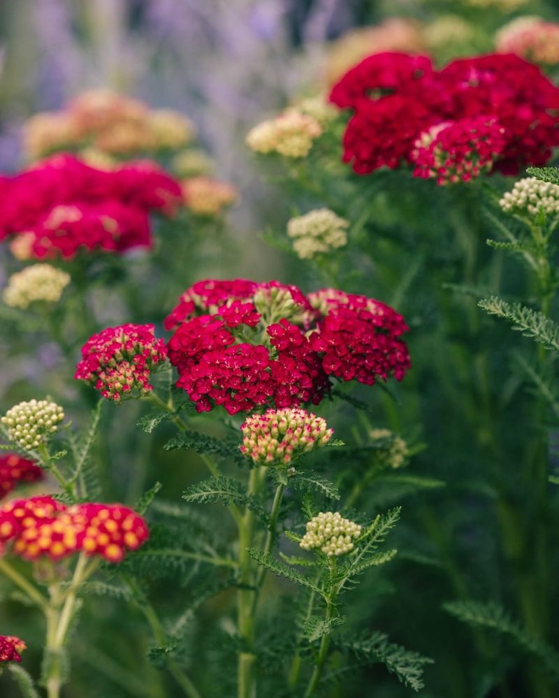 Yarrow